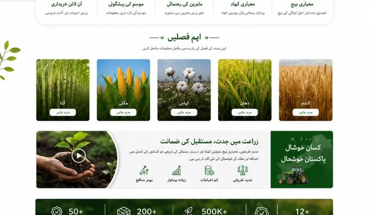 دھان کی فصل میں پانی کا درست استعمال